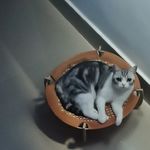 脆皮小猪