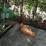 月生A