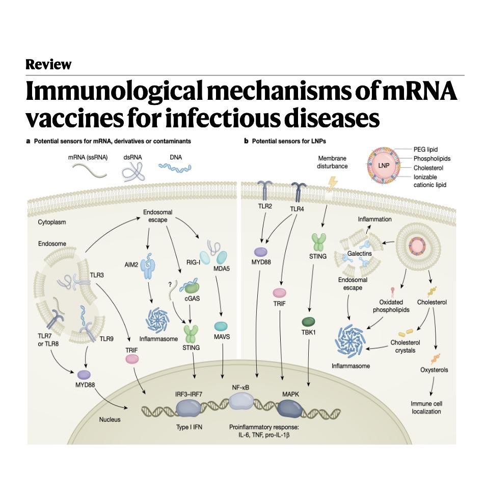 1531-Immunological Foundations of mRNA-LNP Vaccine episode artwork