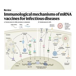 1531-mRNA疫苗的免疫作用机制研究综述