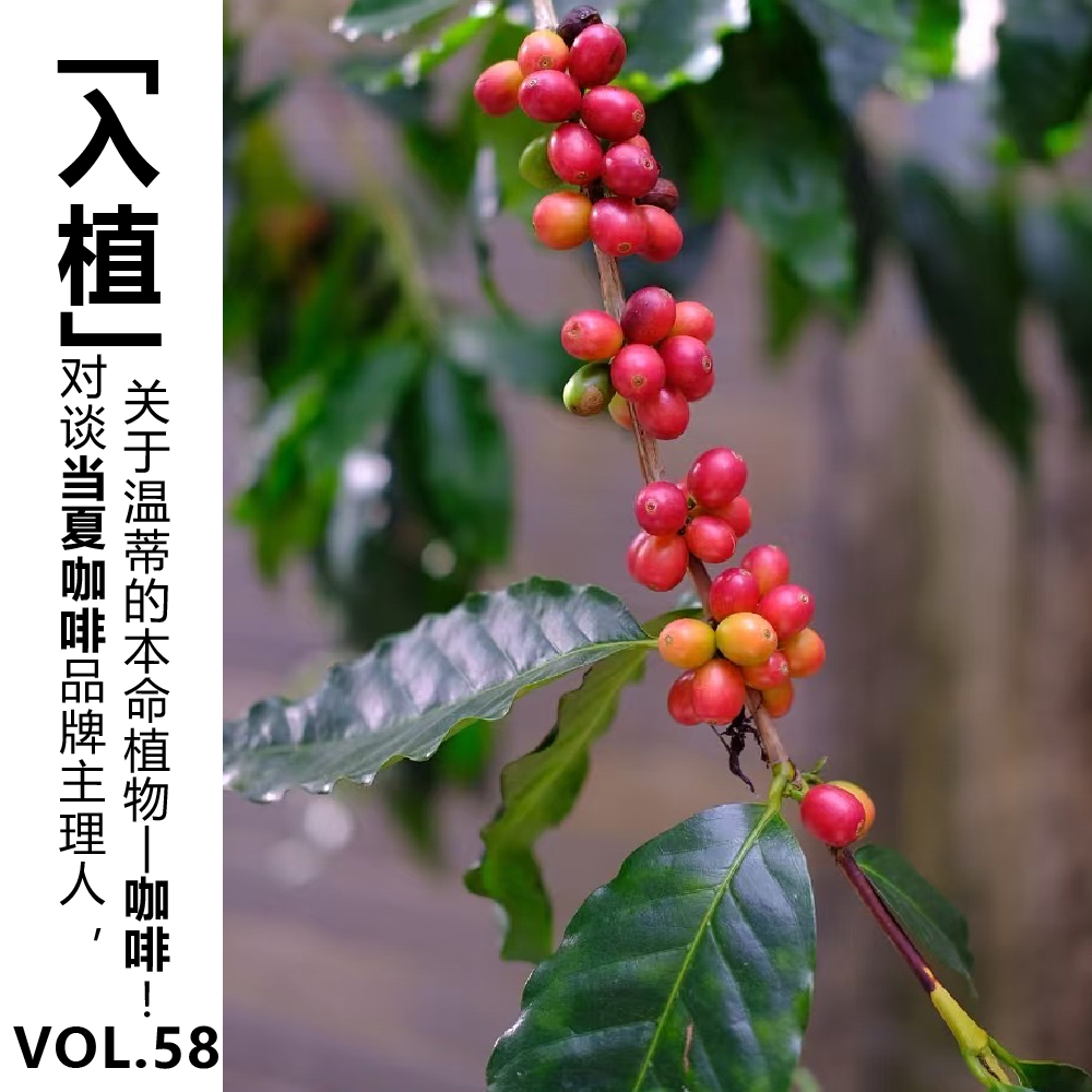 cover of episode Vol.58【入植】对谈当夏咖啡品牌主理人，关于温蒂的本命植物—咖啡