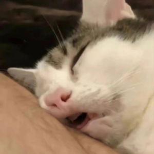 入睡困难：躺床上不听点什么我就没办法睡着觉