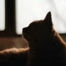 茉莉乌龙味的面包