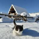 北枝雪