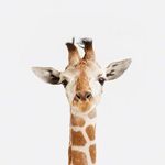 穿丝袜的长颈鹿