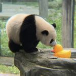 可爱飞云