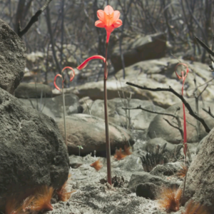 BBC Earth｜浴火重生的火百合