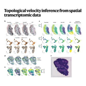 130-Topological Velocity Inference from ST