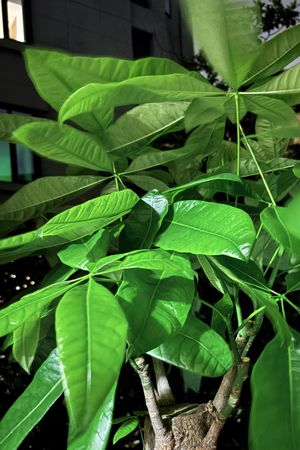 06.天天见却视而不见，得了“植物盲”——打破对植物的刻板印象（上）