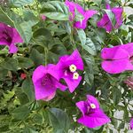 蕊蕊噜噜啦啦