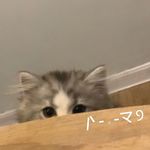 藩篱梨
