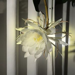 podcaster-avatar