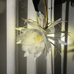 白衣卿