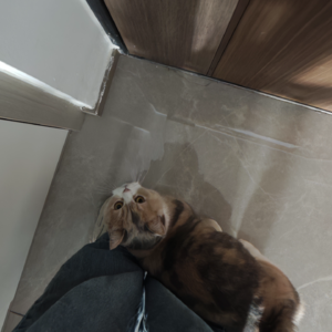 Vol.02 说童话：小猫的时钟滴滴答