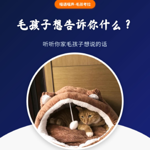 第4期 | 猫咪耳朵解读：5种姿势