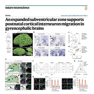 931-Gyrencephalic Niche for Postnatal Interneuron Migration