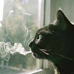 睦头人