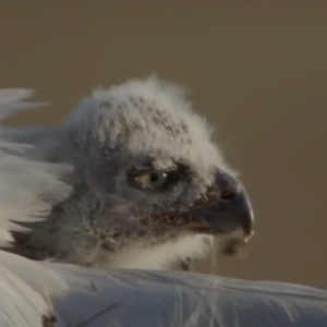 BBC Earth |雪鸮的育儿承诺