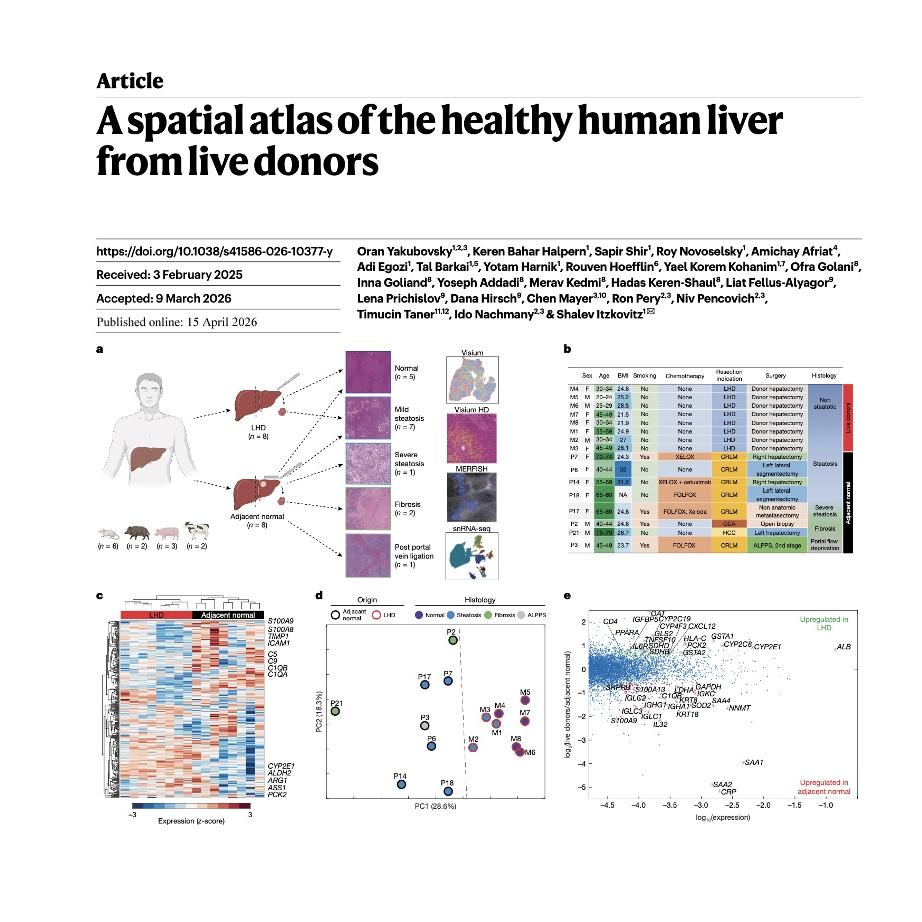 903-Spatial Atlas of Healthy Human Liver from Live Donors episode artwork