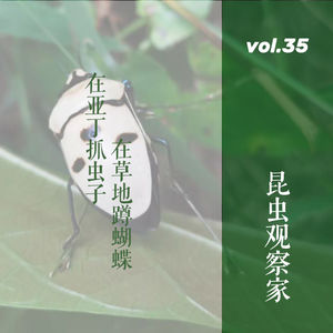 vol. 35 昆虫观察家：在亚丁抓虫子，在草地蹲蝴蝶