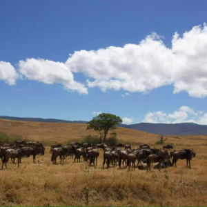 Vol.2 坦桑尼亚（下）：与野生动物共处，野性塞伦盖蒂与恩戈罗伊甸园