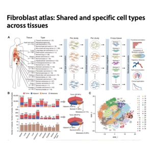 075-Fibroblast atlas