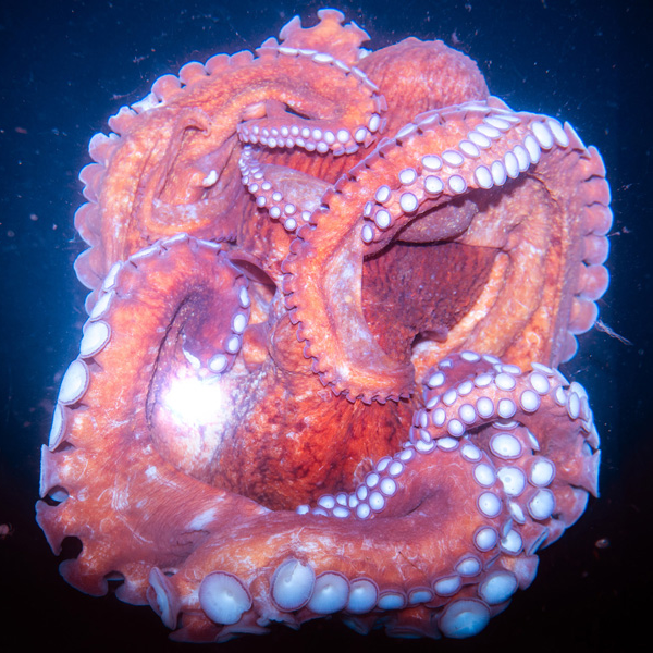 主权“外包”的日本,诞生了怎样的反战反核摄影艺术 主权“外包”的日本,诞生了怎样的反战反核摄影艺术