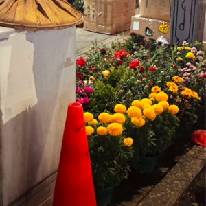 先导：世界这么大，容得下两朵盛开的花。迎接百花齐放，共享平静人生。