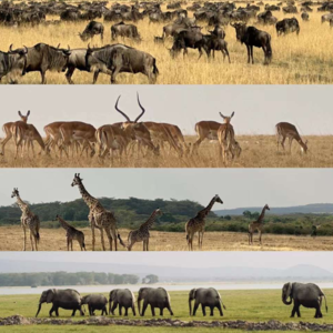 EP9 旅行| 为爱奔赴肯尼亚, 社牛的人才能先享受世界!