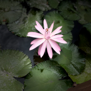 和光澄心 · 原创七日领导力冥想 Day2 深度聆听