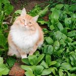 一片闲云空皎洁