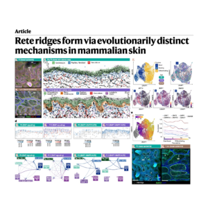 561-Evolutionary of Mammalian Rete Ridge Formation