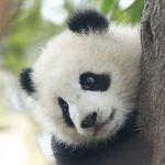 积极向上的小潘达