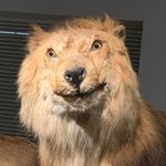 照本宣科