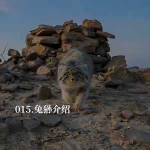 015.兔狲日特辑:当兔狲成为网红,你真的了解它吗?