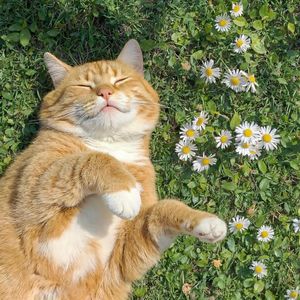 podcaster-avatar