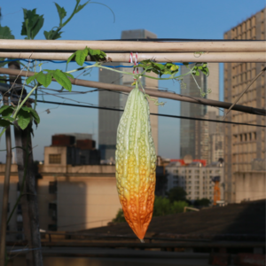 002:一位自由职业者的辛酸苦辣甜