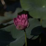 36岁内在手记