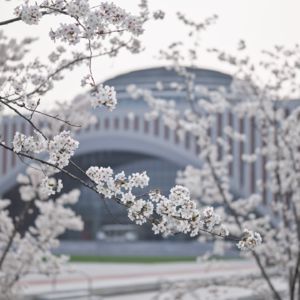 E003 "我，想开了" —— 植物开花之前的魔法时刻