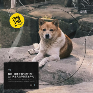 番外：被嫌弃的“土狗”的一生：从忠实伙伴到流浪弃儿