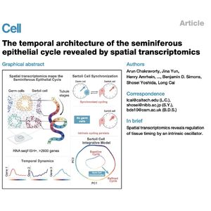 1090-Temporal Architecture of Seminiferous Epithelial Cycle