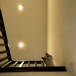 猪头宝