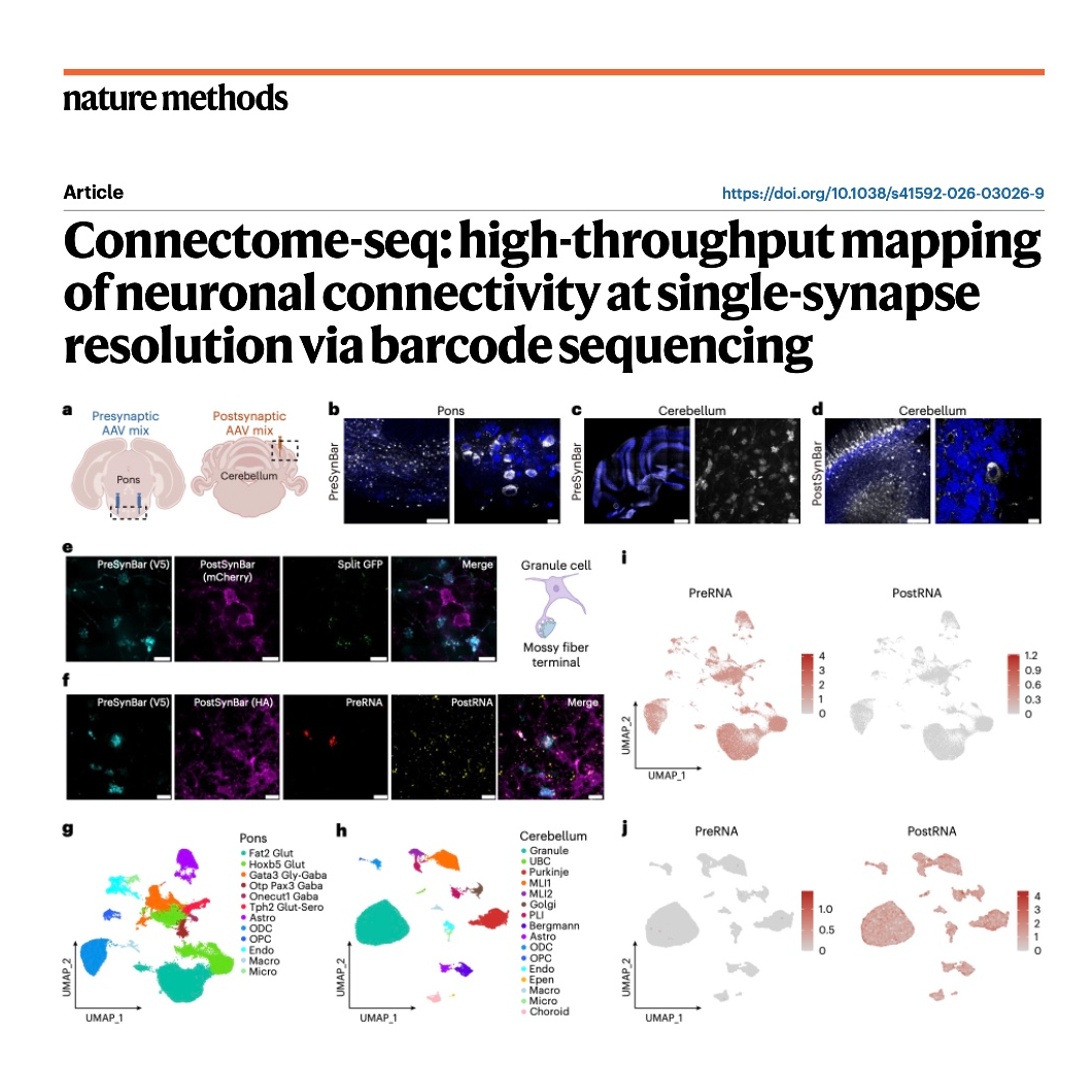 715-Connectome-seq：单突触分辨率高通量神经环路测序方法 episode artwork