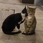 神清气爽的胖虎