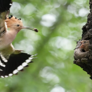 EP025：嘉宾特辑 | 采访译者方柏林：斜杠书生，文艺中年，以及无法被定义的生活