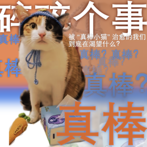 “碎碎个事儿”no.2——被 “真棒小猫” 治愈的我们，到底在渴望什么？