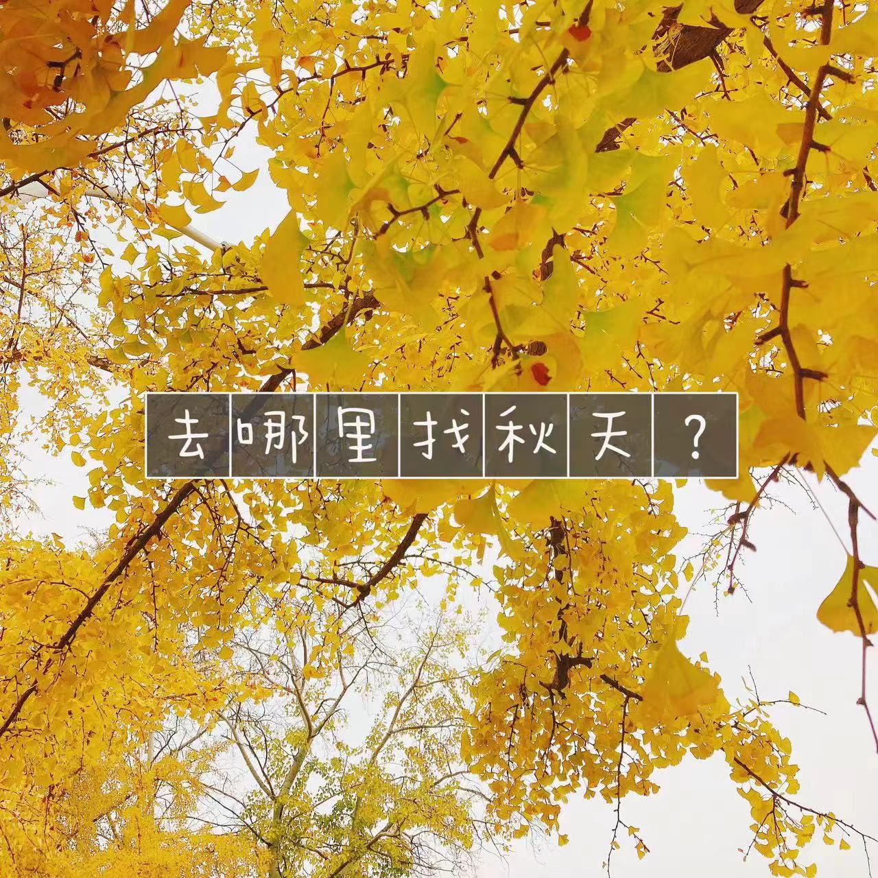 EP26-秋天要做的5件小事 episode artwork