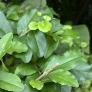 自然植物