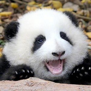 4349 熊猫和花向您发送了一个哈欠，要现在打吗？