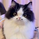 神勇无敌波克比